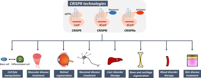 CRISPR-Cas9 Technology