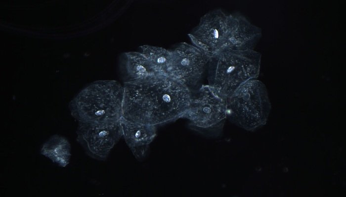 mrna-for-new-700x400-1